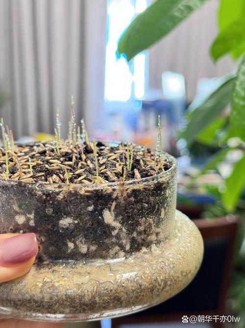 马尼拉草皮价格多少钱一平米?2025年最新报价与影响因素全解析 运输因素:物流成本占比 10%–30%