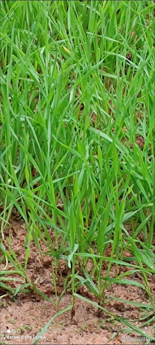 马尼拉草皮价格多少钱一平米?2025年最新报价与影响因素全解析 综合价格区间表