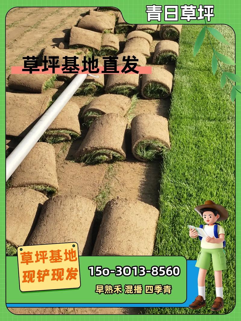 马尼拉草皮价格多少钱一平米?2025年最新报价与影响因素全解析 咨询指南