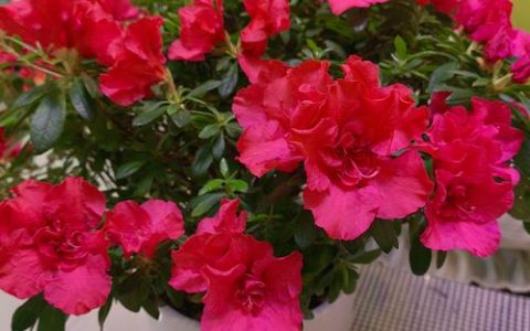 杜鹃花在家里养吉利吗？科学养护与风水寓意解读