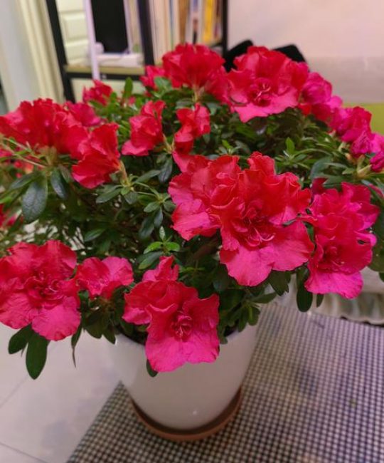 杜鹃花在家里养吉利吗？科学养护与风水寓意解读