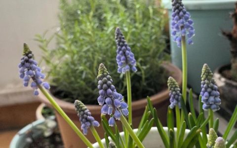 葡萄风信子种植全攻略：从选种到开花的七步实操指南