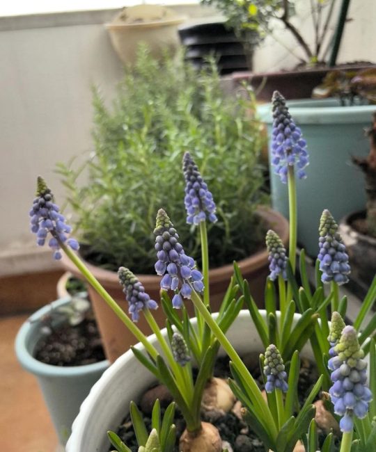 葡萄风信子种植全攻略：从选种到开花的七步实操指南