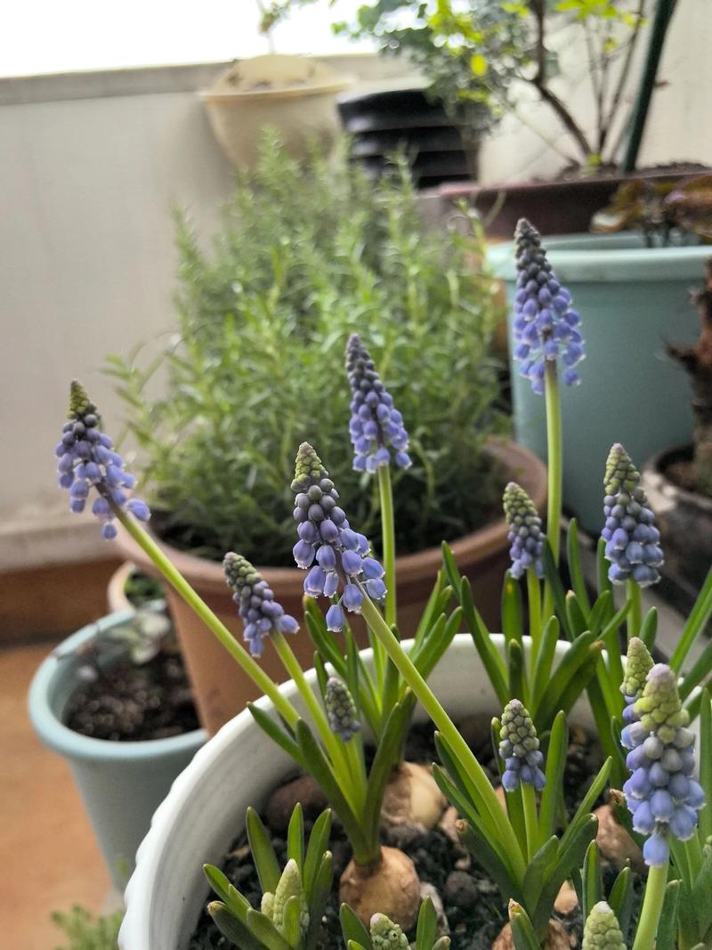 葡萄风信子种植全攻略:从选种到开花的七步实操指南 葡萄风信子种植全攻略:从选种到开花的七步实操指南