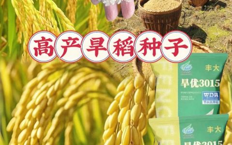 旱稻种子多少钱一斤？规格、品种与采购量影响报价