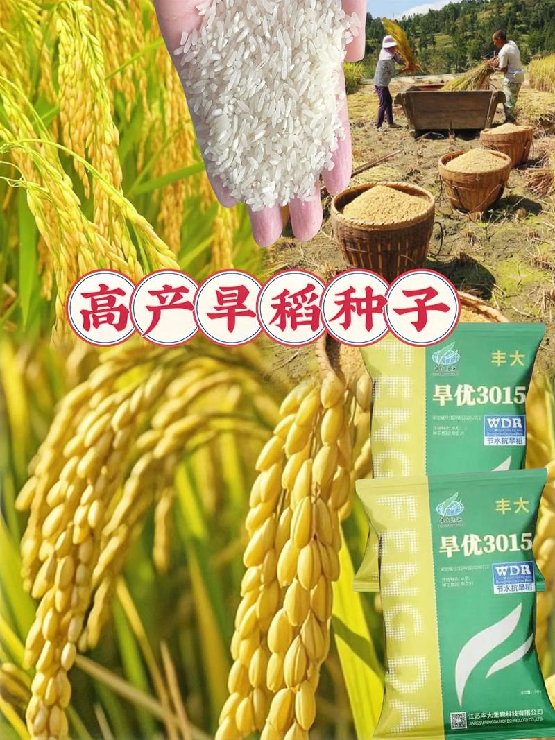 旱稻种子多少钱一斤？规格、品种与采购量影响报价