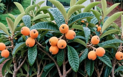 种植枇杷树有什么讲究：品种选择、时间、土壤与养护全指南