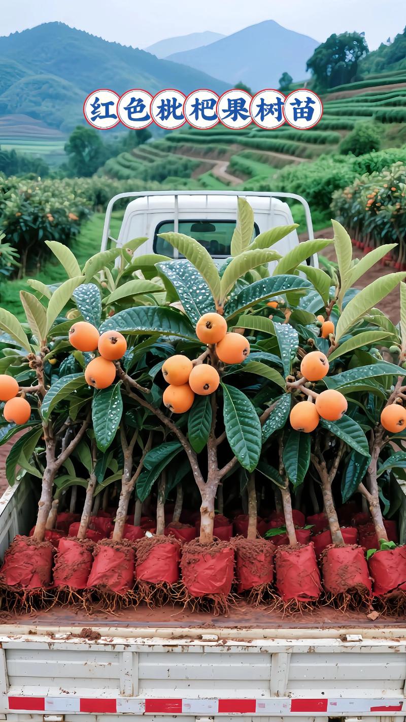 种植枇杷树有什么讲究:品种选择、时间、土壤与养护全指南 种植枇杷树有什么讲究:品种选择、时间、土壤与养护全指南