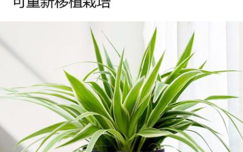女性办公室绿植选购指南：推荐三种耐阴好养的室内盆栽