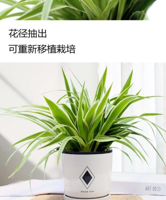 女性办公室绿植选购指南：推荐三种耐阴好养的室内盆栽