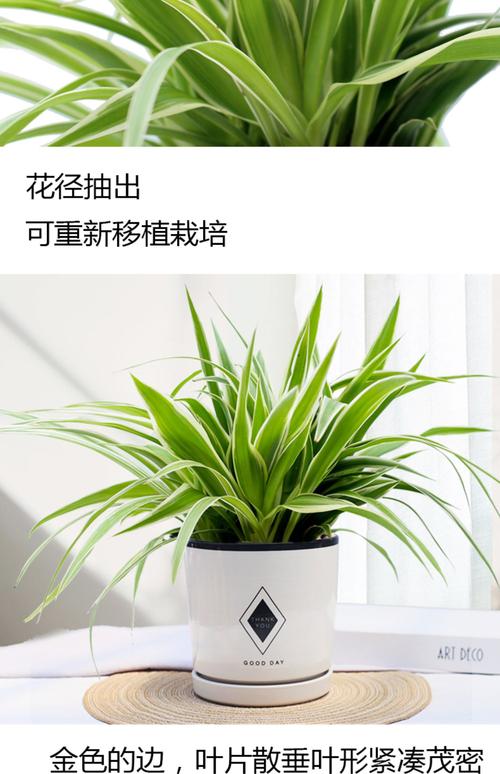 女性办公室绿植选购指南:推荐三种耐阴好养的室内盆栽 一、绿萝(Epipremnum aureum)