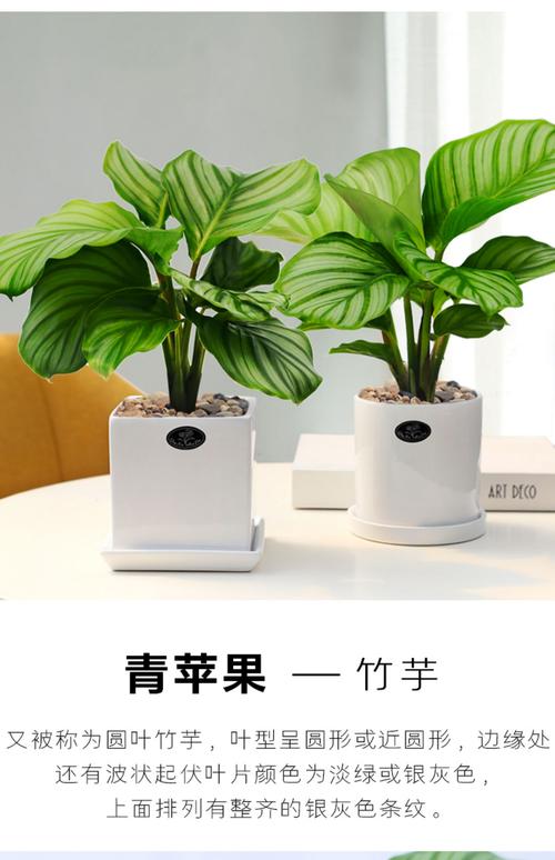 女性办公室绿植选购指南:推荐三种耐阴好养的室内盆栽 二、白掌(Spathiphyllum spp.)