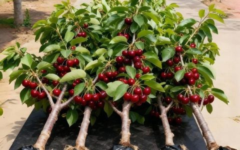 樱桃子能种出樱桃树吗？家庭樱桃种植全攻略与实生苗培育指南