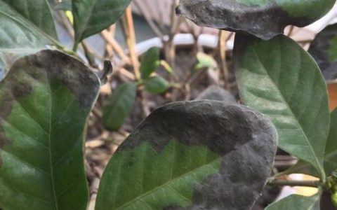 栀子花出现黑叶和焦叶怎么办？5大原因及针对性解决方法