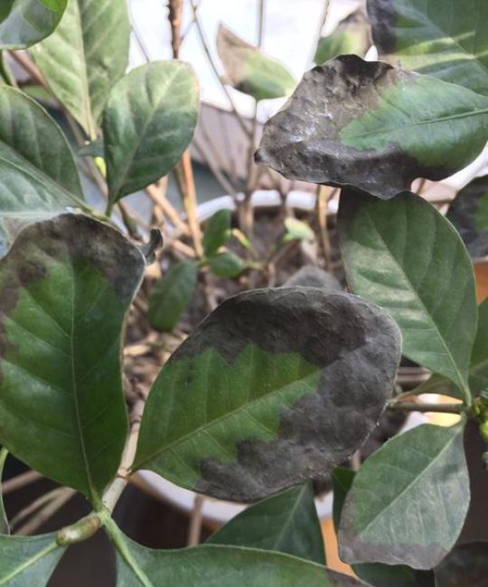 栀子花出现黑叶和焦叶怎么办？5大原因及针对性解决方法