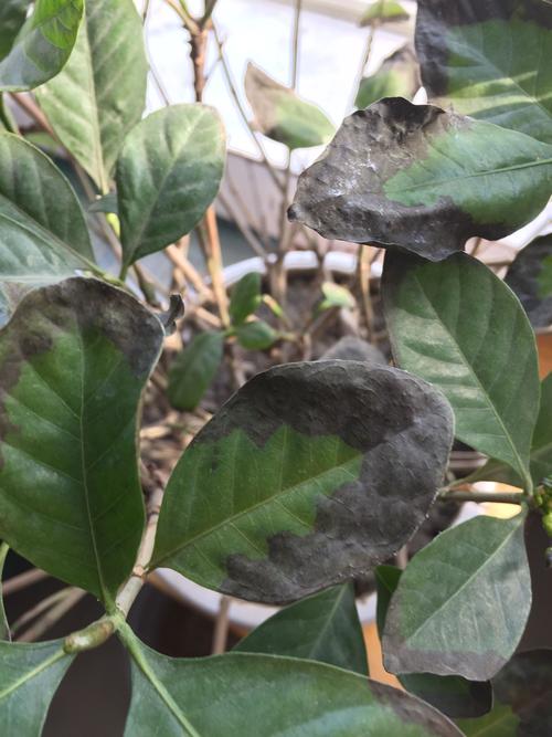 栀子花出现黑叶和焦叶怎么办？5大原因及针对性解决方法