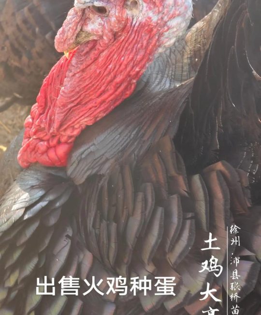 科学选购火鸡苗：从品种核查到渠道筛选的完整指南
