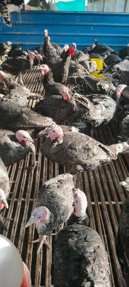 第三步：健康状态评估与检疫合规性检查