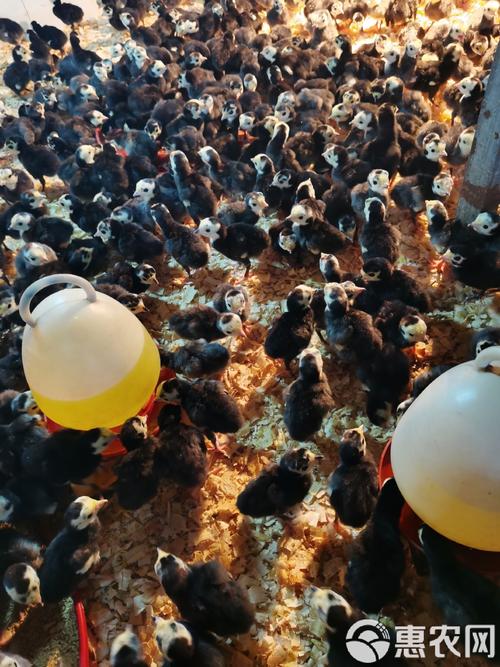第四步：运输方案与售后保障审核