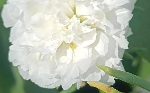太阳花好扦插吗？松叶牡丹20天生根零失败繁殖指南