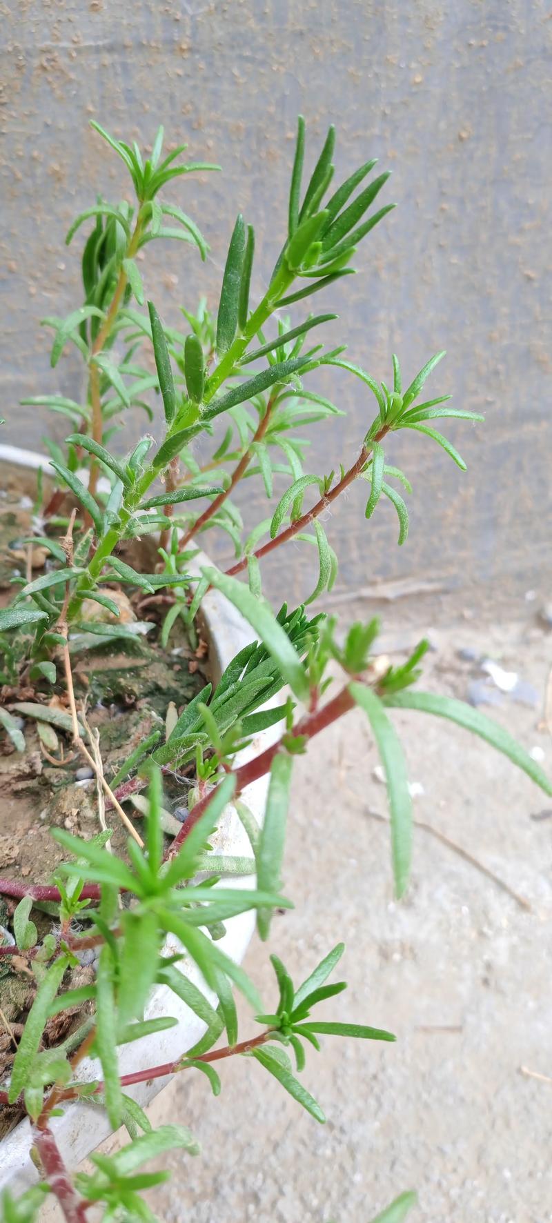 基质配制与扦插环境参数