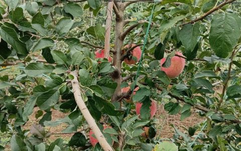 苹果是什么时候成熟？不同品种上市时间表与采收技巧