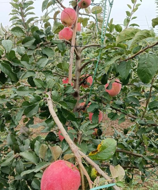 苹果是什么时候成熟？不同品种上市时间表与采收技巧