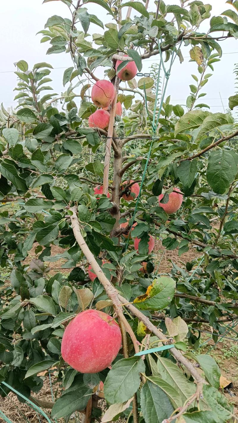 苹果是什么时候成熟？不同品种上市时间表与采收技巧