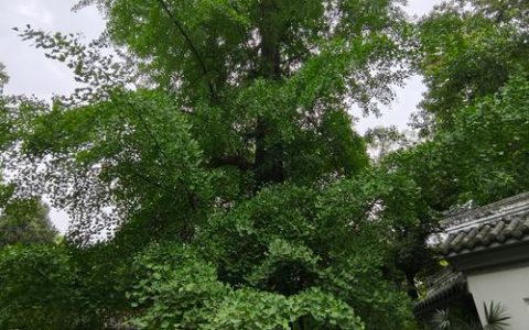 院子两侧有两棵大银杏树好吗？科学评估与庭院设计建议
