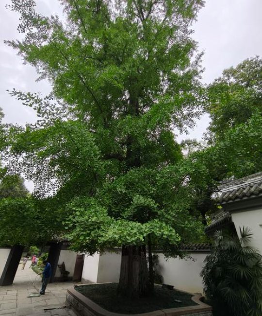 院子两侧有两棵大银杏树好吗？科学评估与庭院设计建议