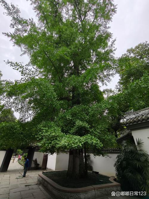 院子两侧有两棵大银杏树好吗?科学评估与庭院设计建议 一、银杏树的生长特性:先看数据再谈审美