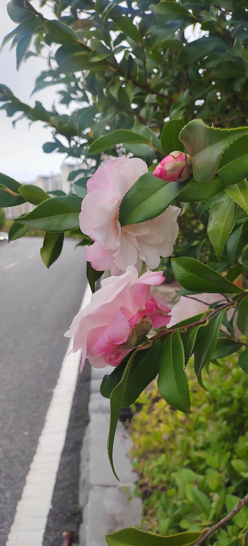 现在百里杜鹃还有花吗?园艺专家带你了解杜鹃花的花期与养护 从园艺角度看:杜鹃花的花期控制