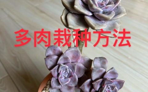 多肉怎么种植？一篇讲透从选盆到服盆的实操指南