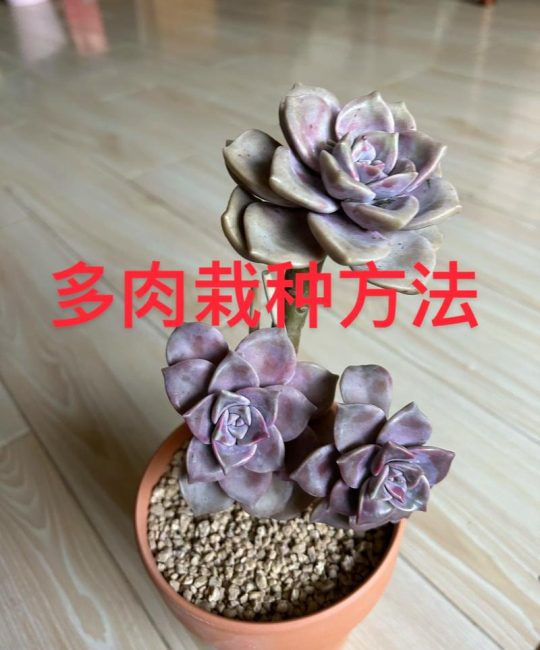 多肉怎么种植？一篇讲透从选盆到服盆的实操指南