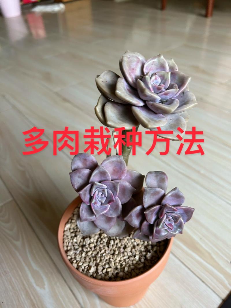 多肉怎么种植？一篇讲透从选盆到服盆的实操指南