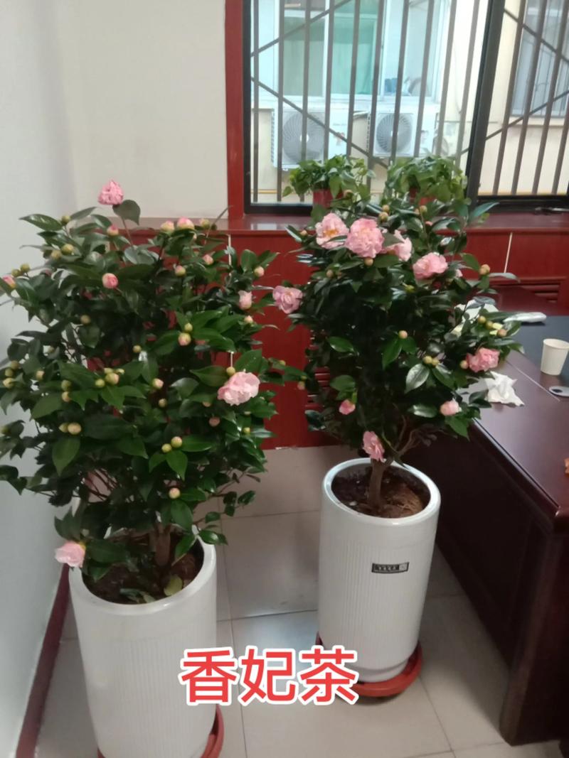 香妃茶花需要春化吗?家庭越冬与春化全攻略 光照与水肥精准方案