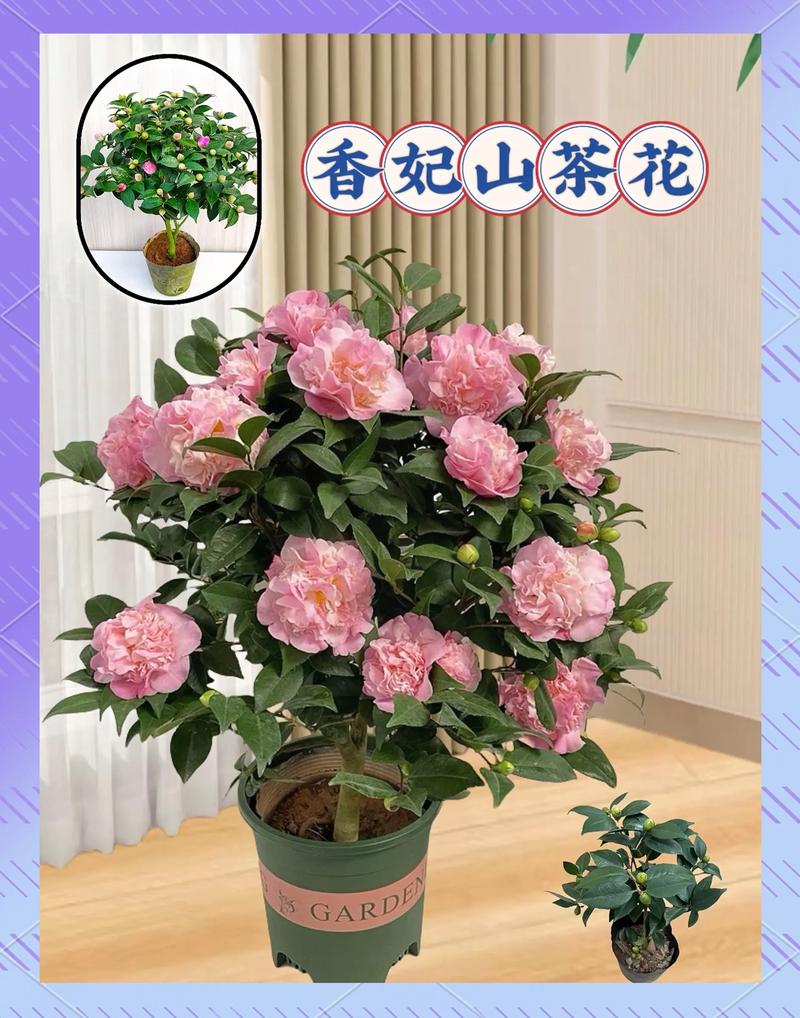 香妃茶花需要春化吗?家庭越冬与春化全攻略 修剪促花系统指导