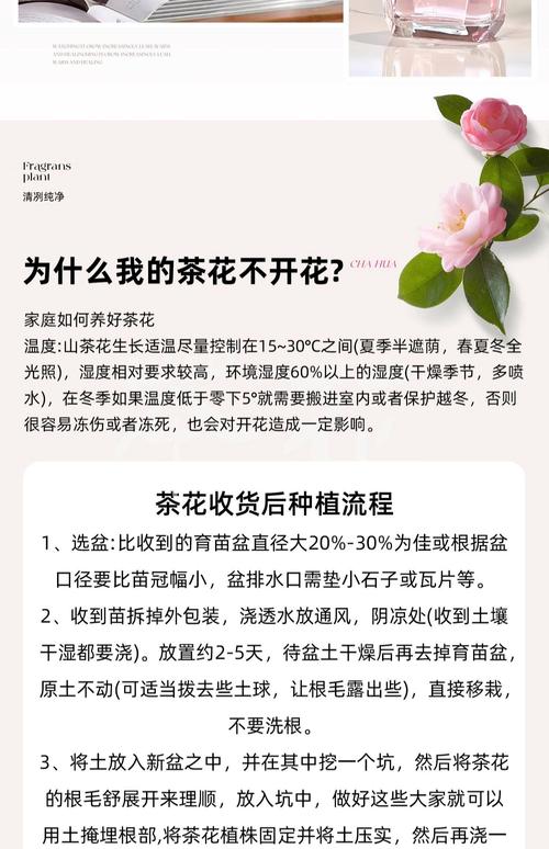 香妃茶花需要春化吗?家庭越冬与春化全攻略 盆栽/地栽选择决策