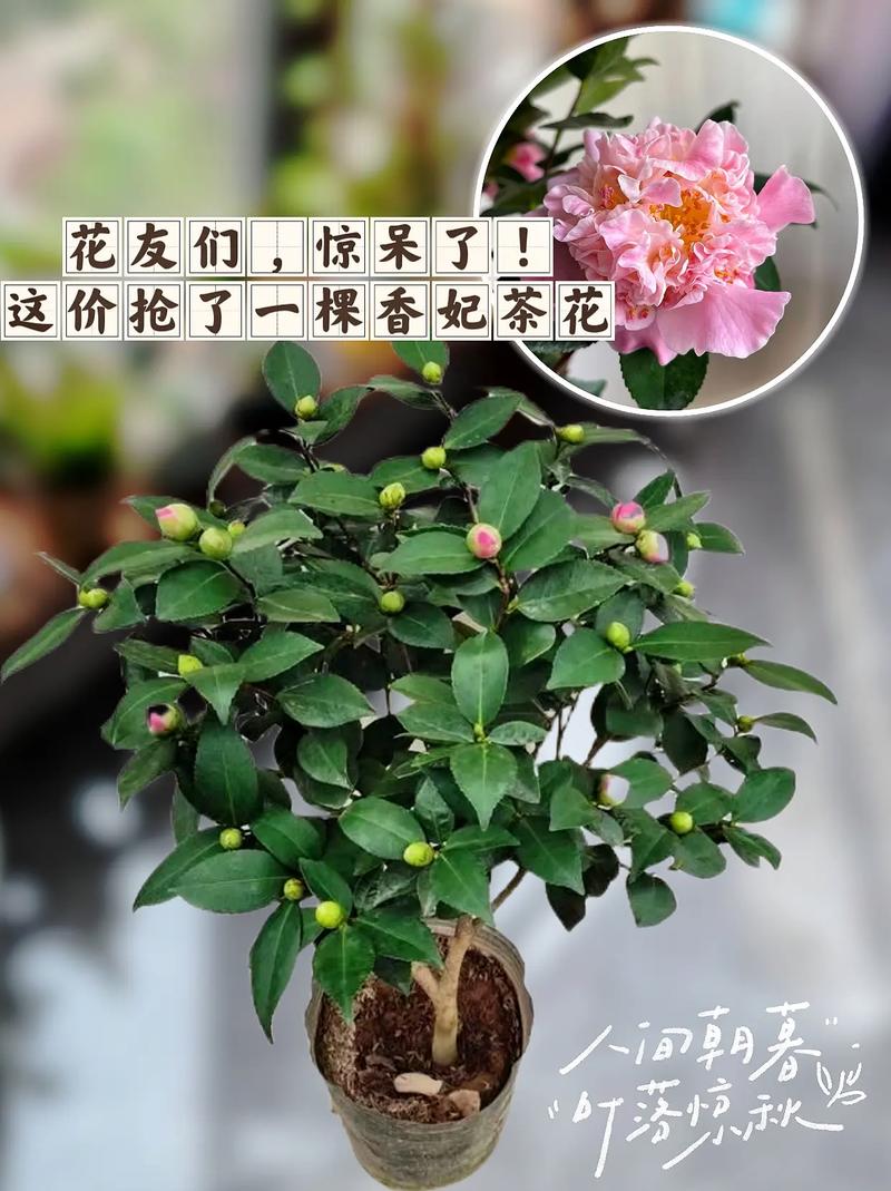 香妃茶花需要春化吗?家庭越冬与春化全攻略 越冬与越夏管理(春化实操指南)