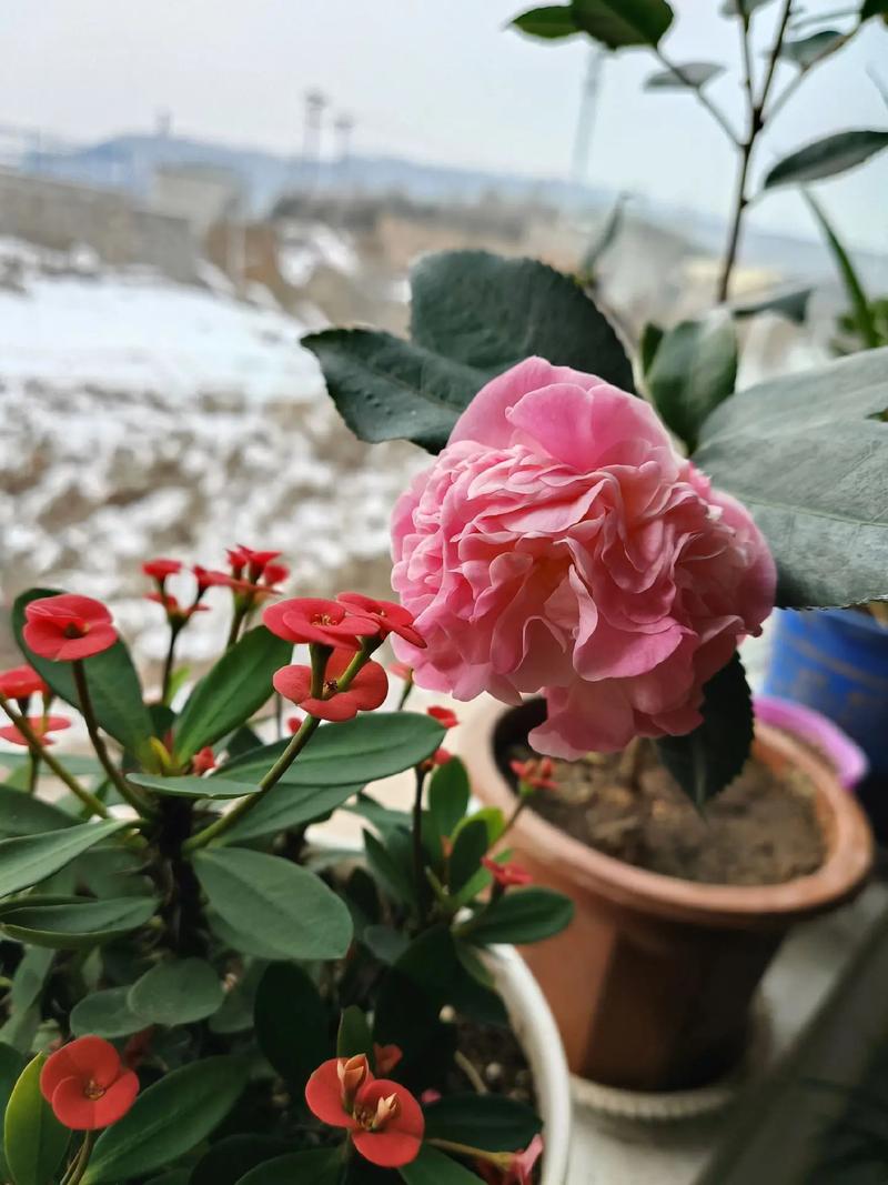 香妃茶花需要春化吗?家庭越冬与春化全攻略 常见误区与纠正