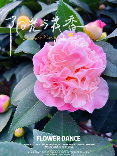 香妃茶花需要春化吗?家庭越冬与春化全攻略 FAQ