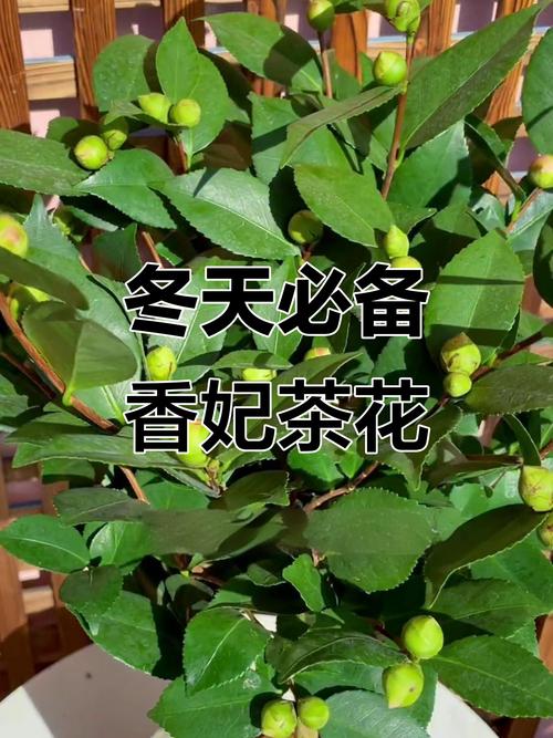 香妃茶花需要春化吗?家庭越冬与春化全攻略 总结