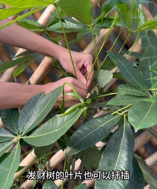 发财树叶子可以扦插繁殖吗？专家详解正确方法