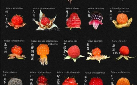 树莓和草莓是同一品种吗？6大维度深度对比，帮你彻底分清