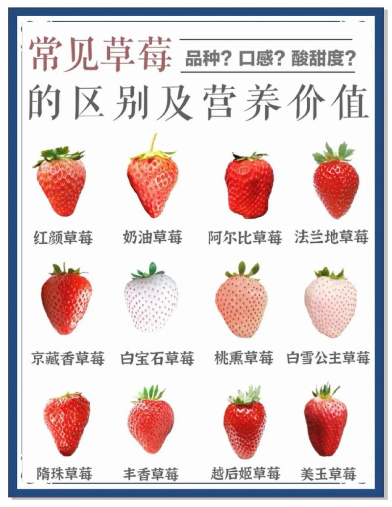 树莓和草莓是同一品种吗?6大维度深度对比,帮你彻底分清 三、用途对比