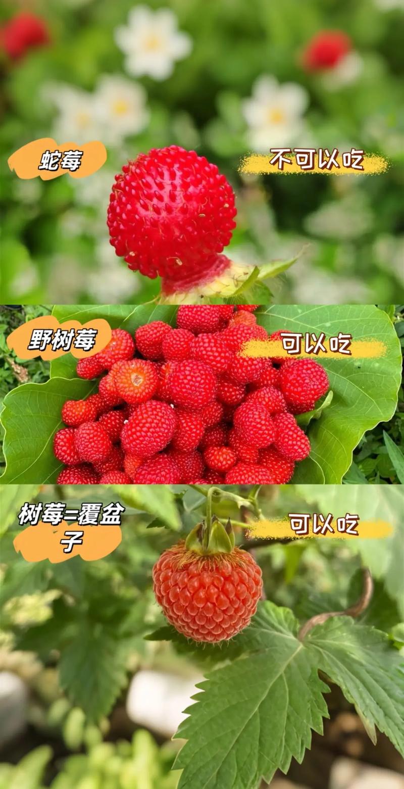 树莓和草莓是同一品种吗?6大维度深度对比,帮你彻底分清 五、适种地区对比(中国气候区划)