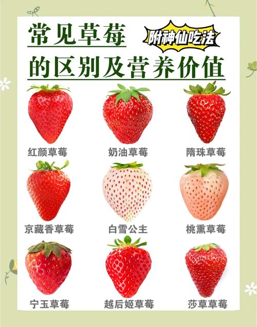 树莓和草莓是同一品种吗?6大维度深度对比,帮你彻底分清 六、养护难度对比(1-5星,1星最易,5星最难)