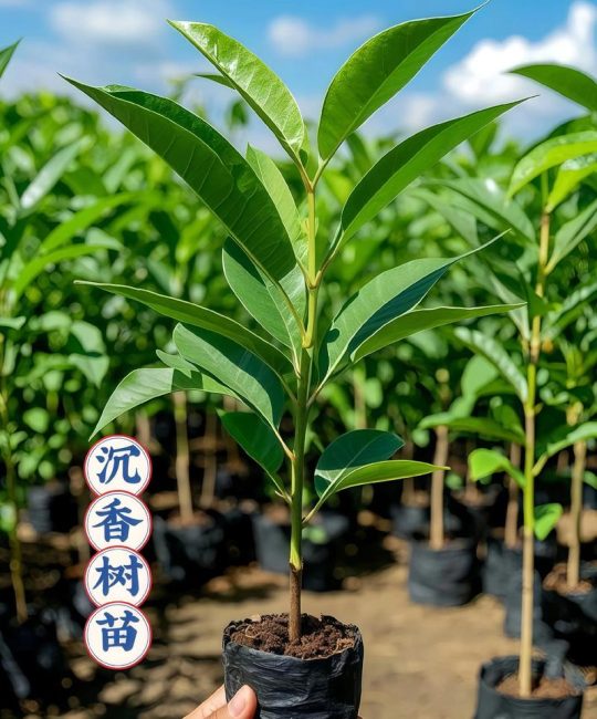 种植奇楠沉香多少年才有收益？完整种植指南助你早日丰收