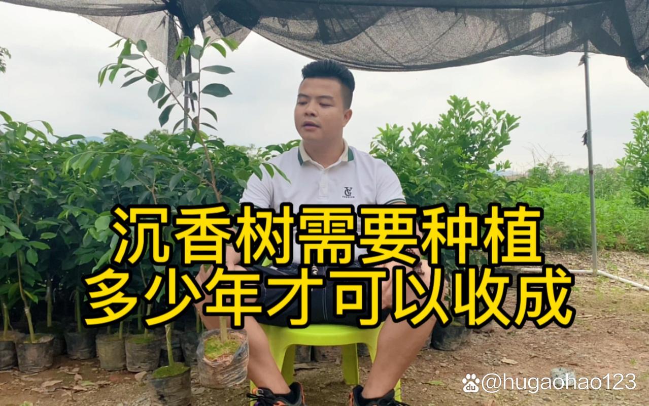 五、浇定根水：一次性浇透，激活根系