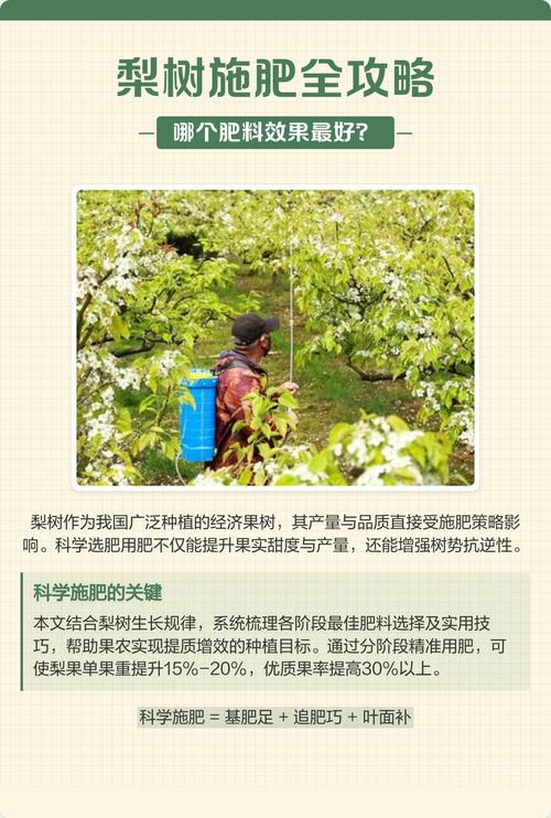 梨树施肥常见误区（避坑指南）